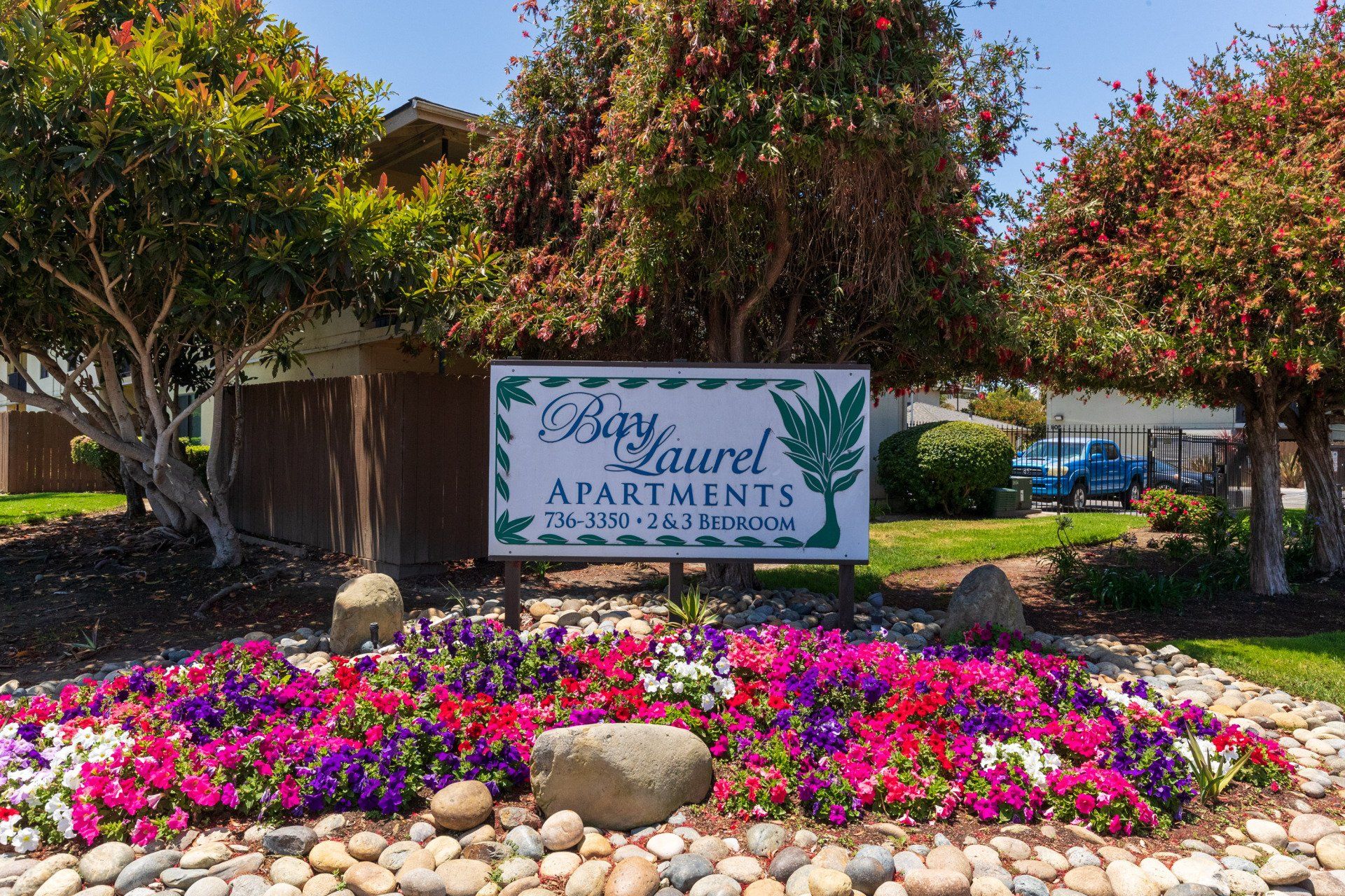 Bay Laurel