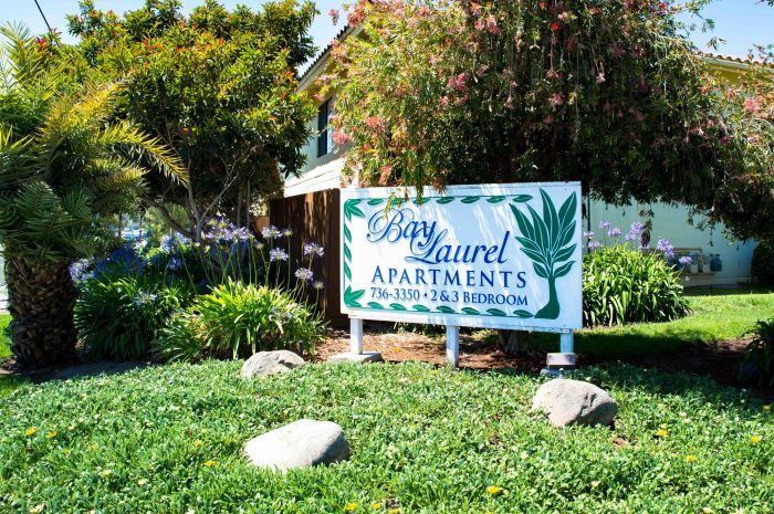 Bay Laurel