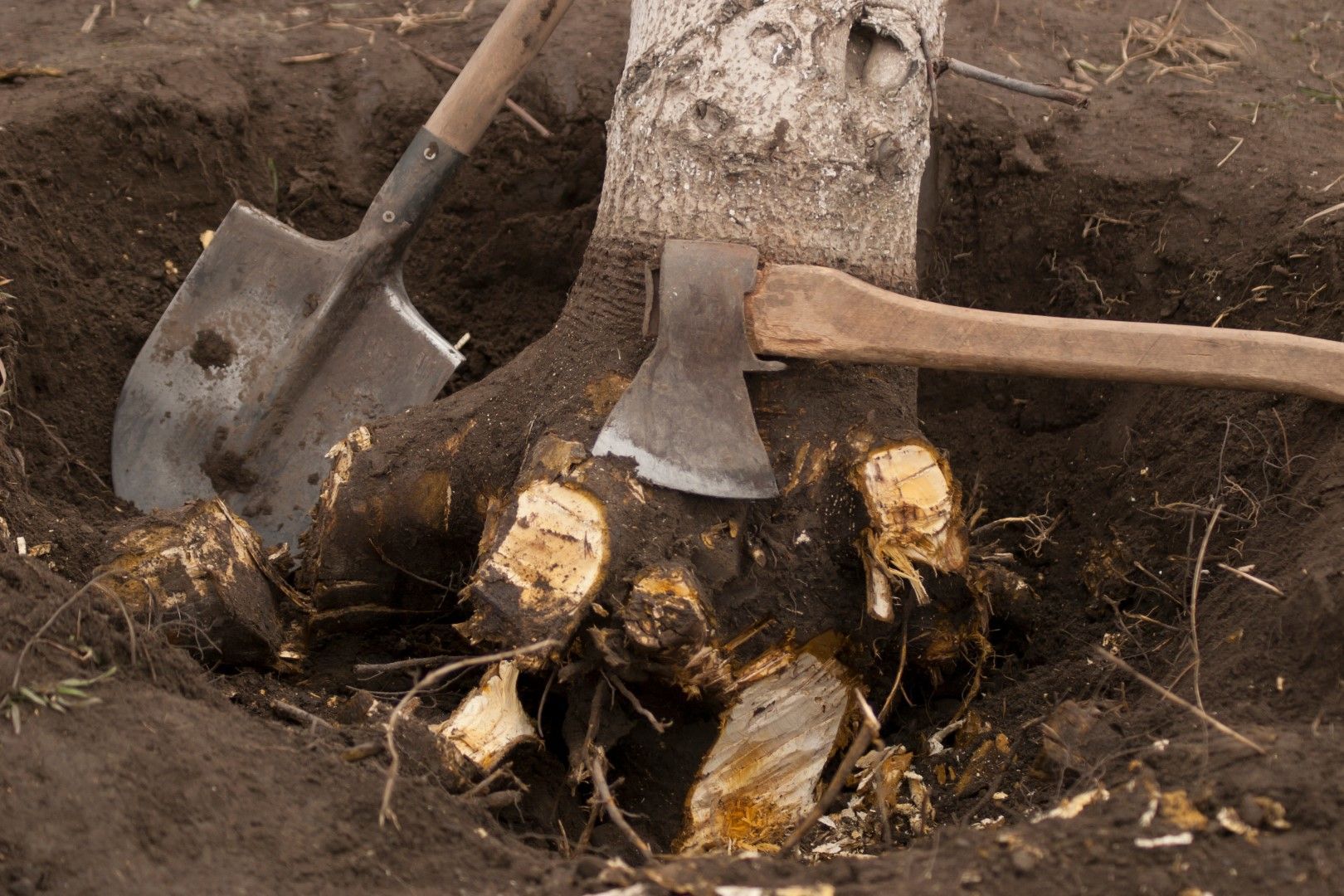 Tree stump being chopped with an axe, a shovel rests nearby in a dirt pit.