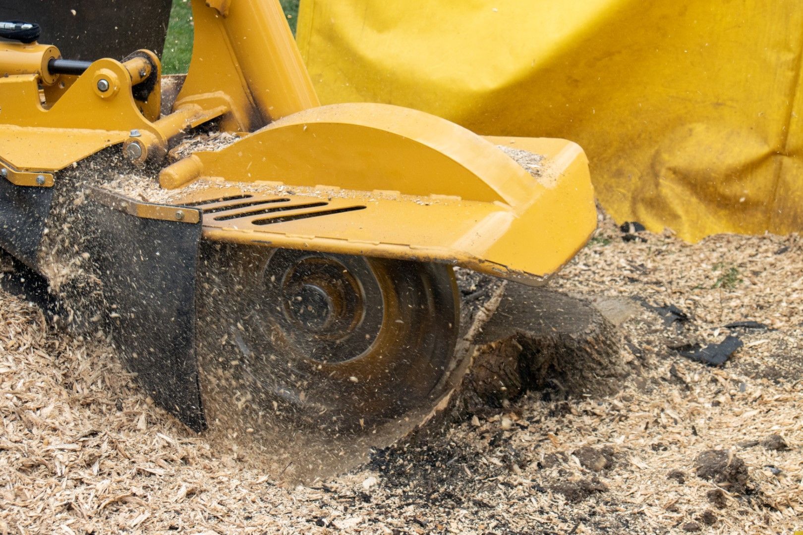 Yellow stump grinder grinding wood, creating sawdust.