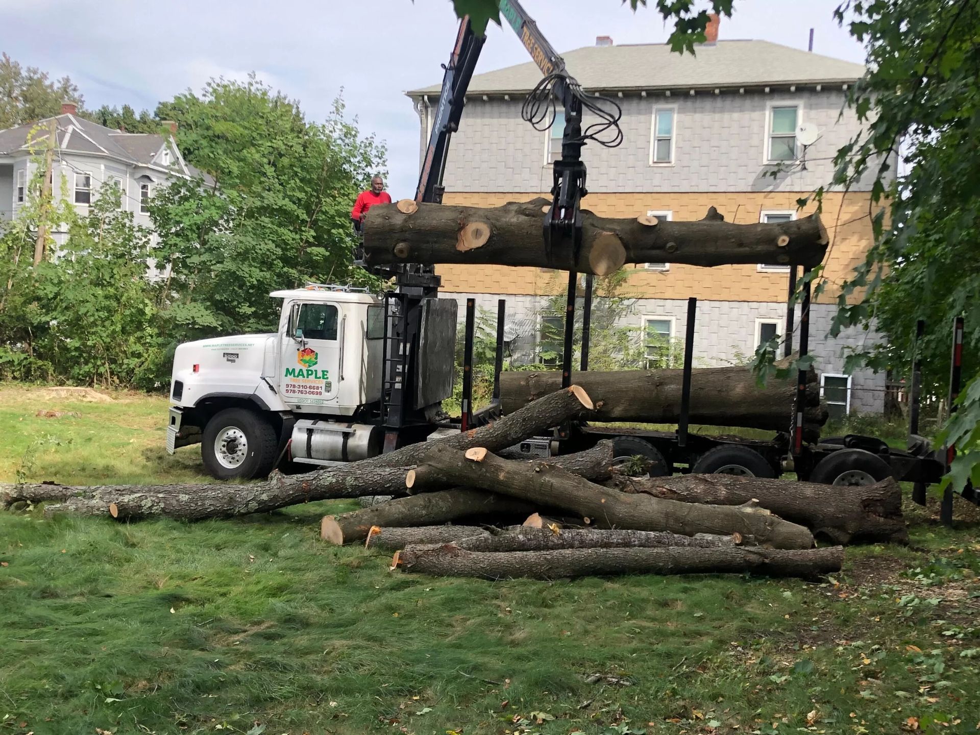 Tree Services in Worcester, MA | Maple Tree
