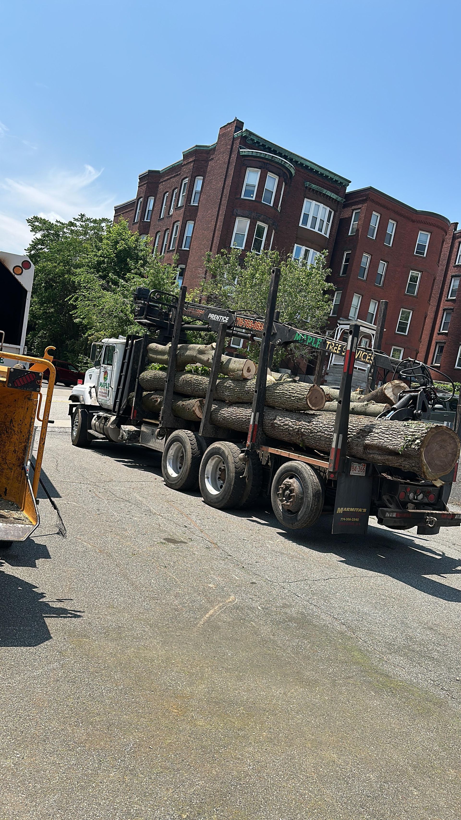 Tree Services in Worcester, MA | Maple Tree