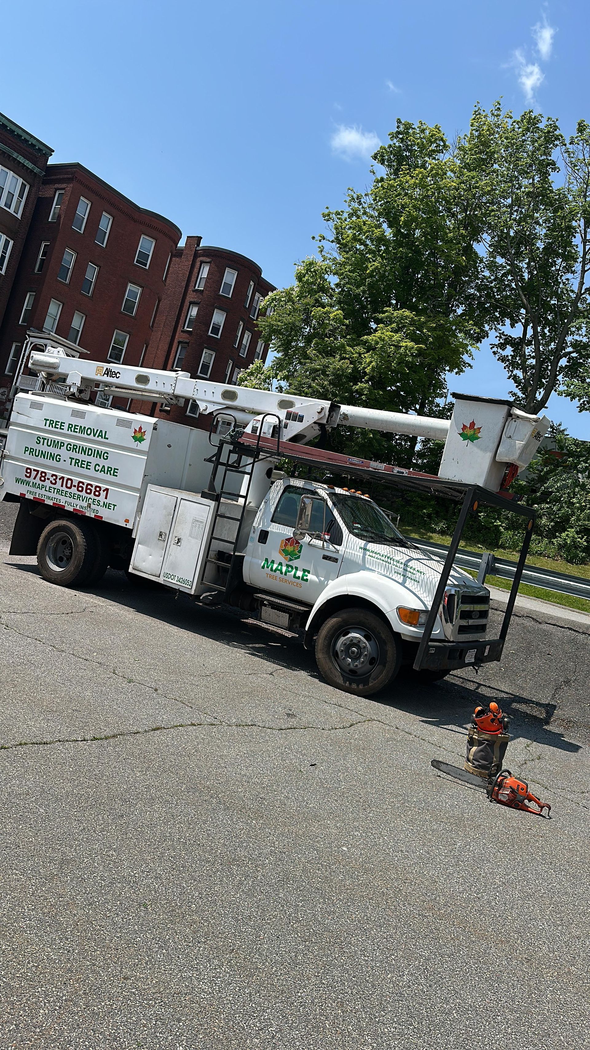 Tree Services in Worcester, MA | Maple Tree