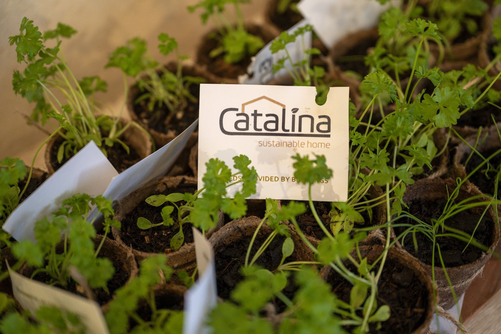 Bunnings Seedlings