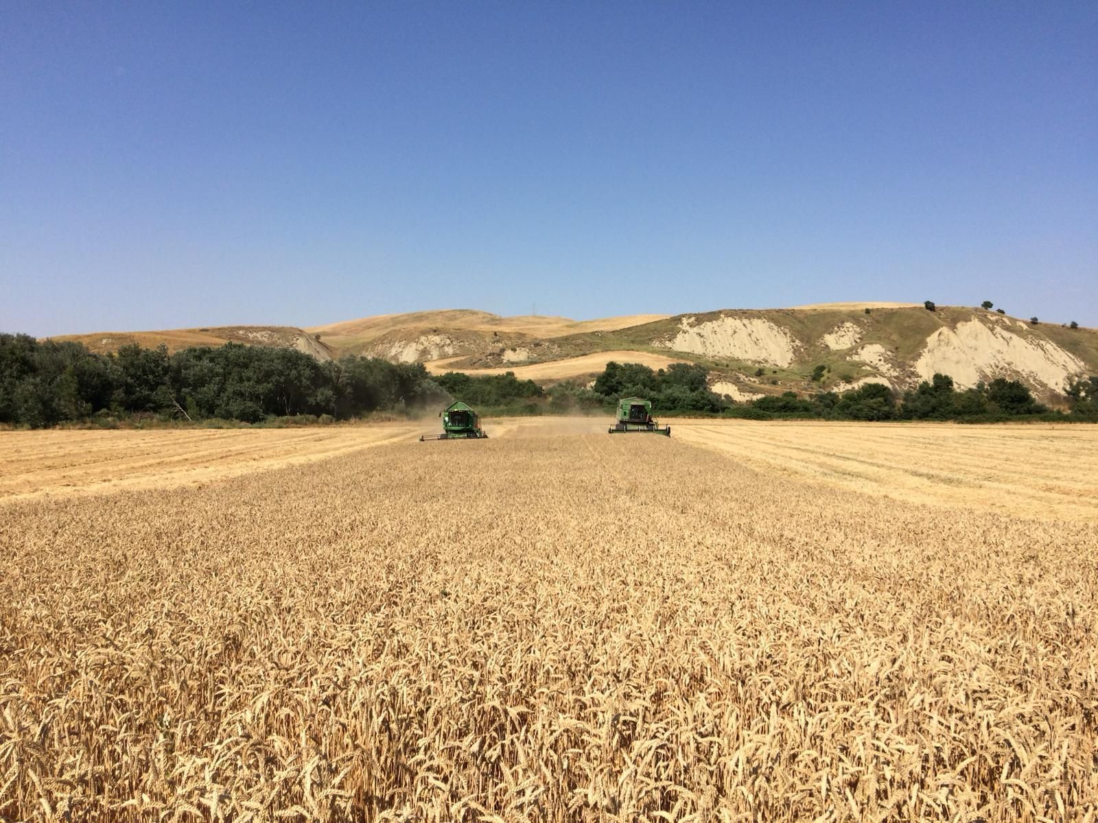 Processo di produzione di pasta secca Valdoro: il grano