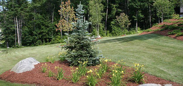Tree and Plants — Concord, NH — Brochu Nursery And Landscaping