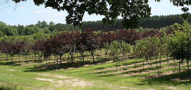 Tree Planting — Concord, NH — Brochu Nursery And Landscaping