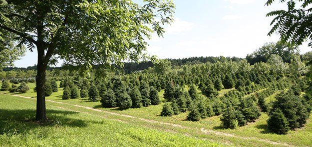 Trees and Bushes — Concord, NH — Brochu Nursery And Landscaping