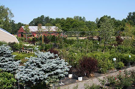 Plants and Flowers — Concord, NH — Brochu Nursery And Landscaping