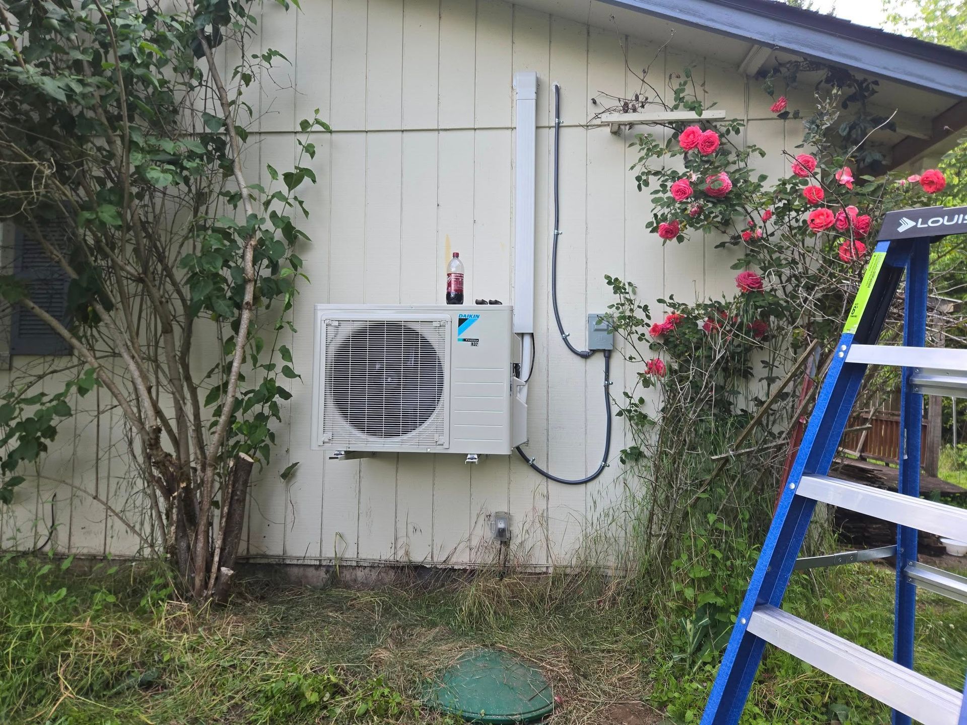Outdoor air conditioning unit mounted on a white house wall, with electrical conduit and climbing roses nearby.