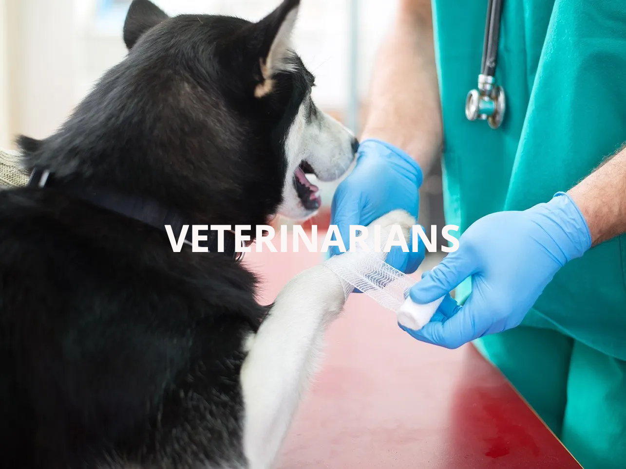 A husky dog is getting its paw bandaged by a veterinarian.