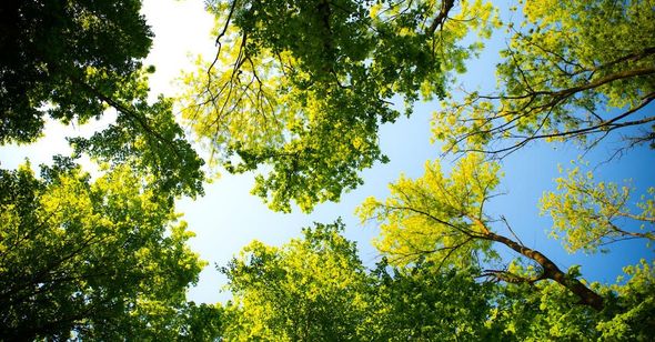 Looking up at the sky through the trees on a sunny day