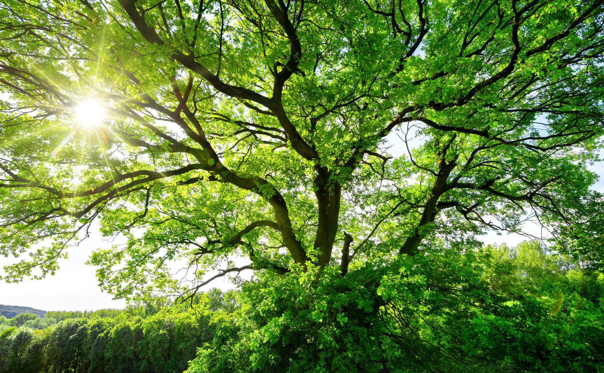 The sun is shining through the branches of a tree.