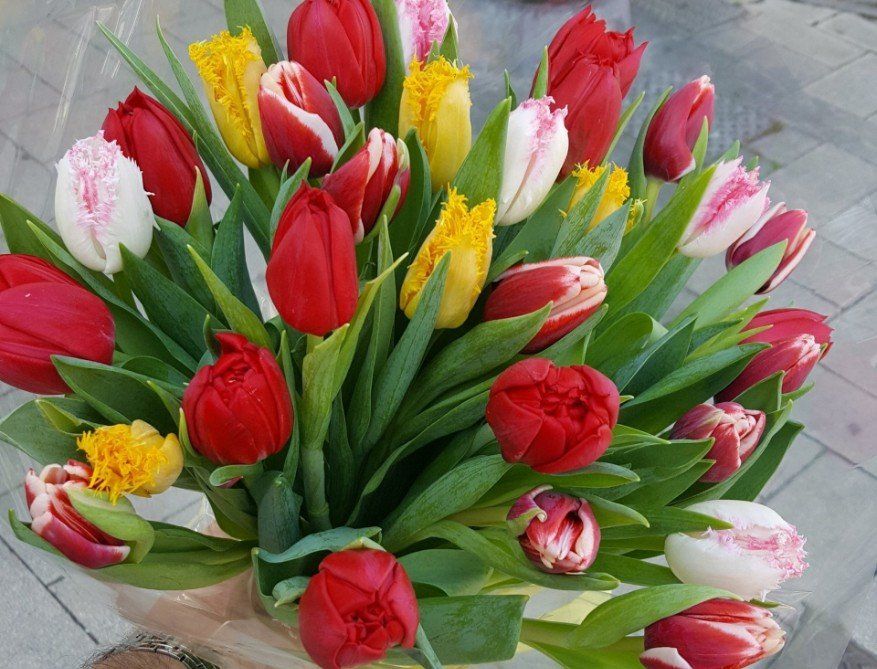mazzo di tulipani