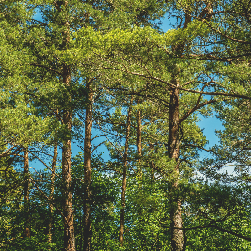 A forest of pine trees with a blue sky in the background