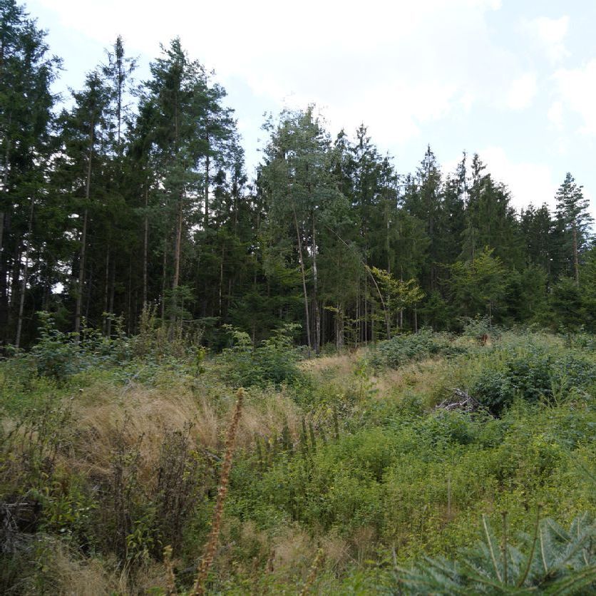 A lush green field with trees in the background