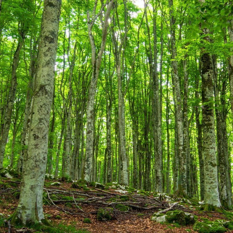 A forest filled with lots of trees and leaves