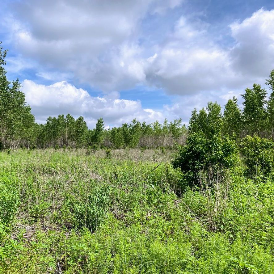 A field with trees in the background and a blue sky with clouds