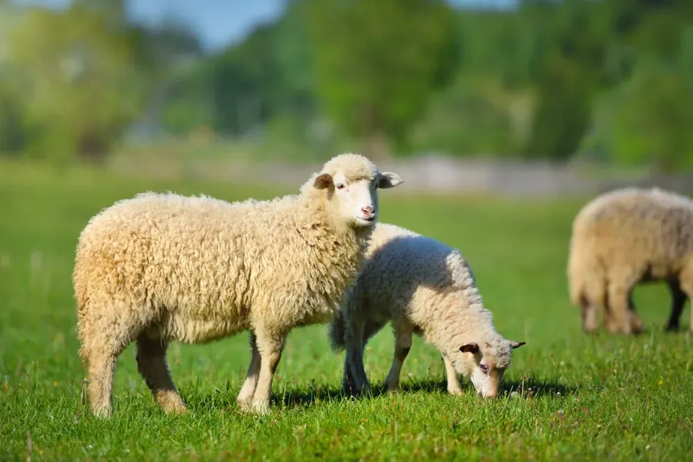Sheep grazing in a green pasture with a blurred background of trees and sunshine. — NQ Stockfeeds & Farm Supplies In Port Douglas, QLD