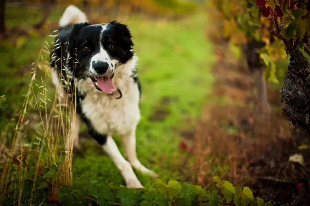 Black and white Border Collie runs happily through a vineyard, tongue out. — NQ Stockfeeds & Farm Supplies In Daintree, QLD