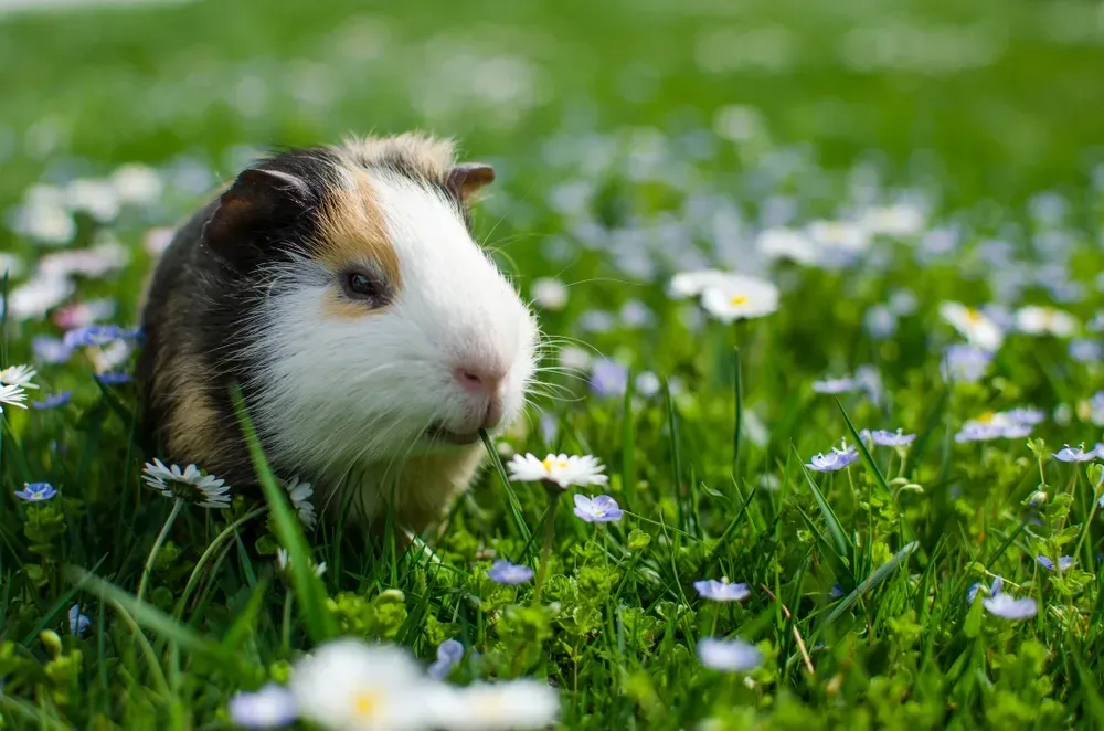 Guinea pig in a field of green grass and small white and blue flowers, enjoying a sunny day. — NQ Stockfeeds & Farm Supplies In Atherton, QLD