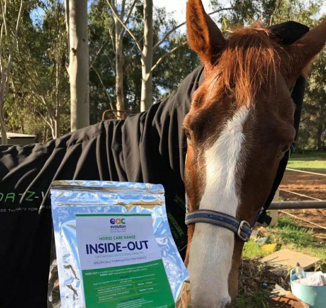 Horse With a White Blaze Wearing a Black Sheet — NQ Stockfeeds & Farm Supplies In Cairns, QLD