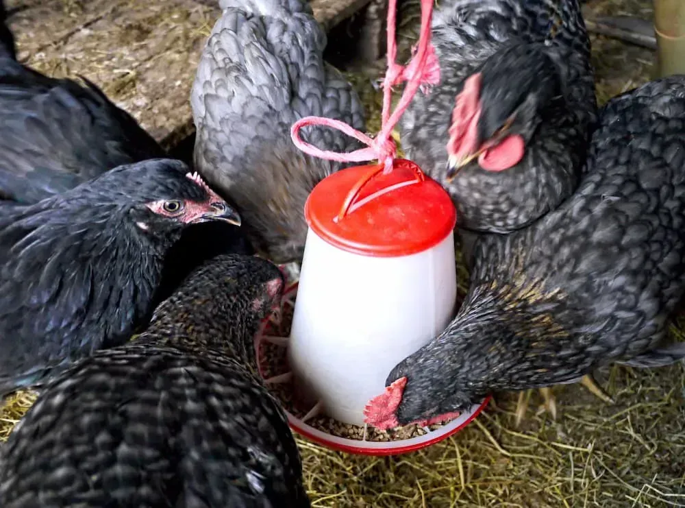 Chickens Gathered Around a White and Red Feeder — NQ Stockfeeds & Farm Supplies In Yorkeys Knob, QLD