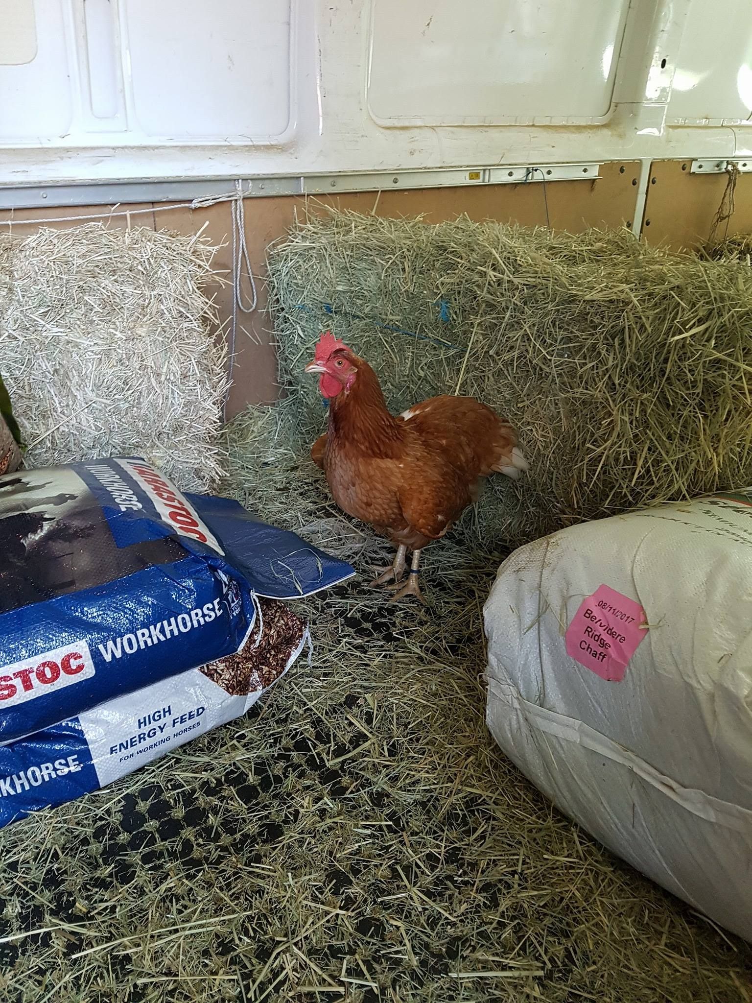 Chicken Standing Inside a Transport Vehicle With Hay and Feed Bags — NQ Stockfeeds & Farm Supplies In Mossman, QLD