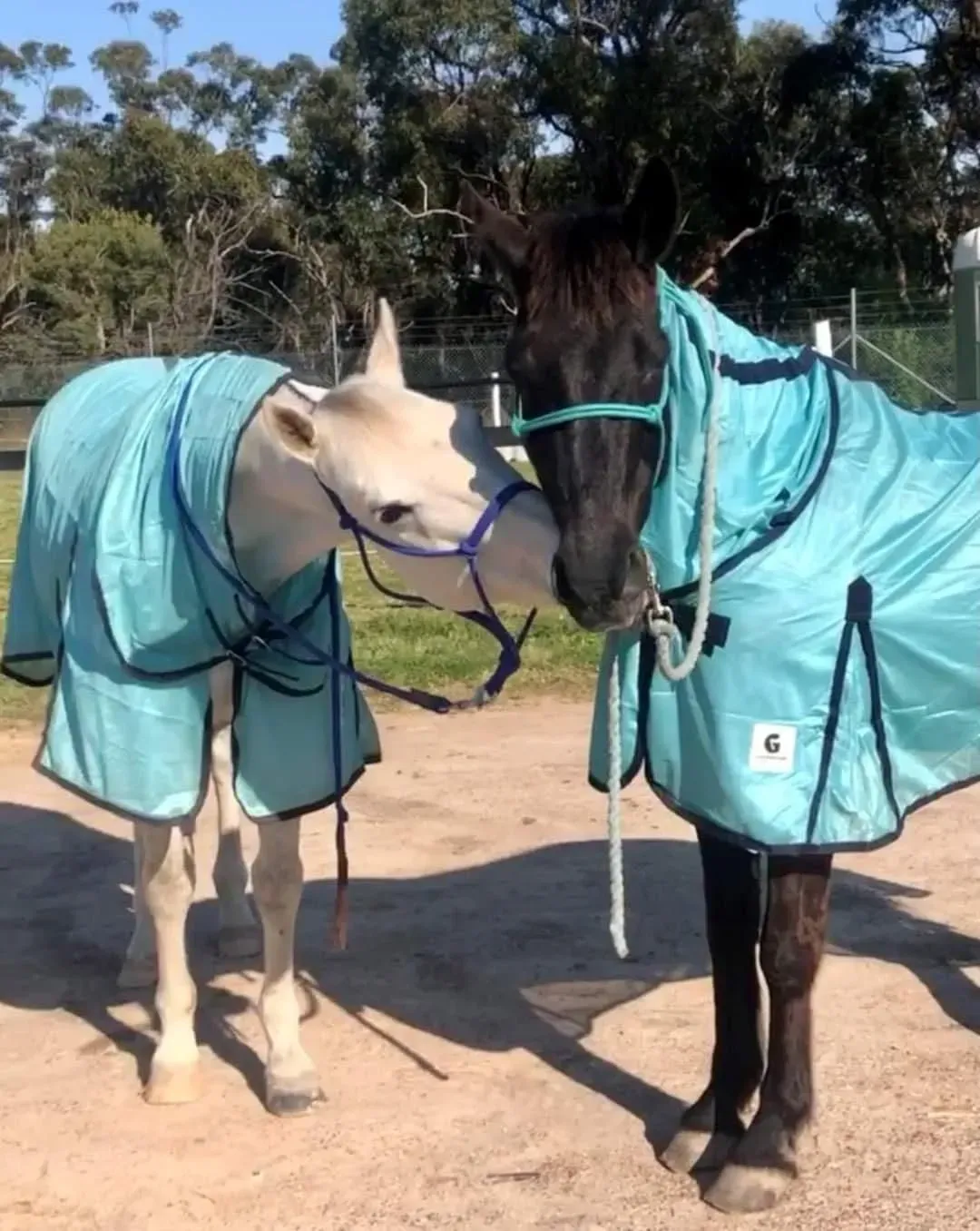 Two Horses in Teal Blankets Nuzzling — NQ Stockfeeds & Farm Supplies In Daintree, QLD