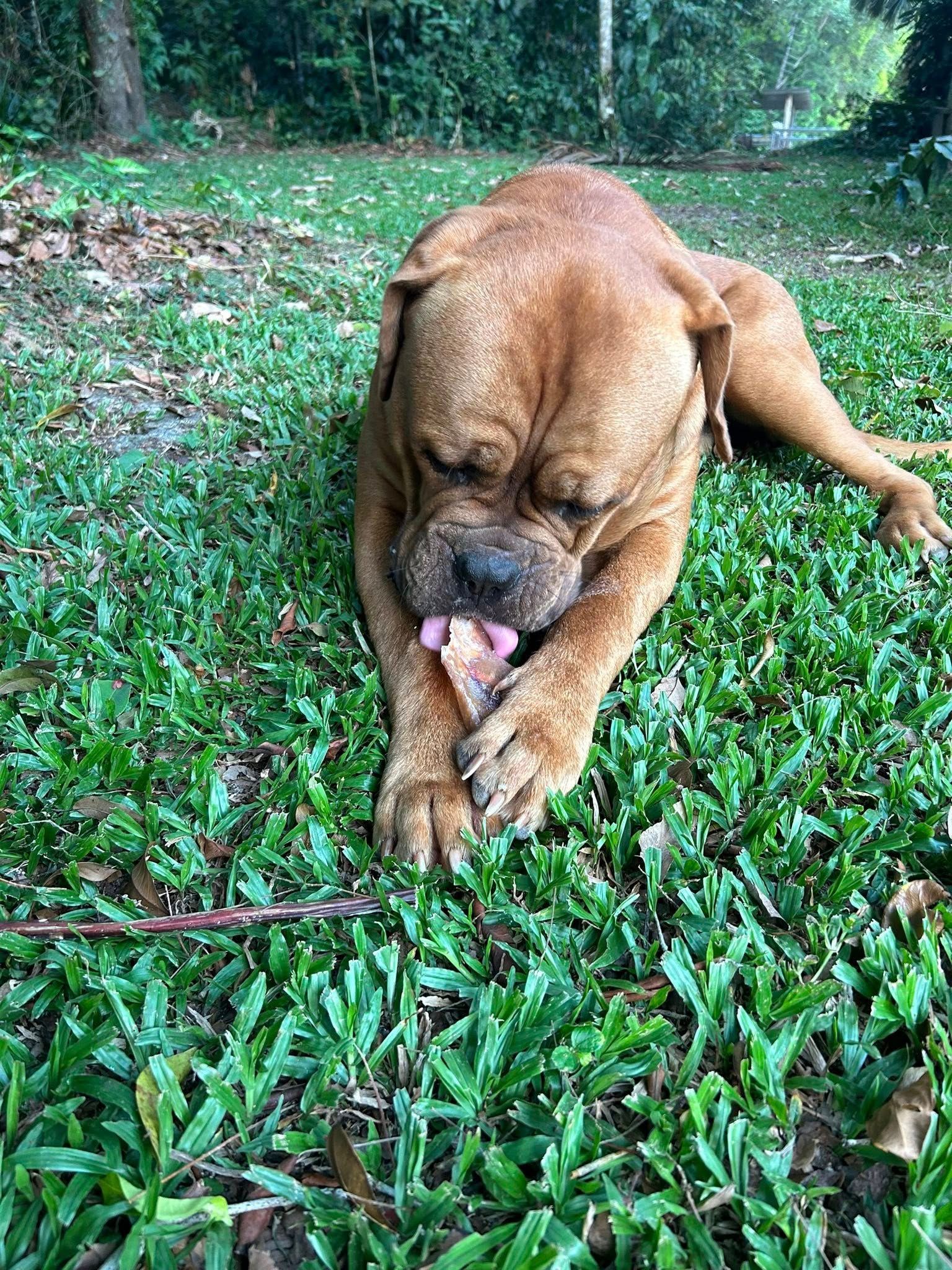 Large Brown Dog Chewing a Bone on a Green Lawn — NQ Stockfeeds & Farm Supplies In Cairns, QLD
