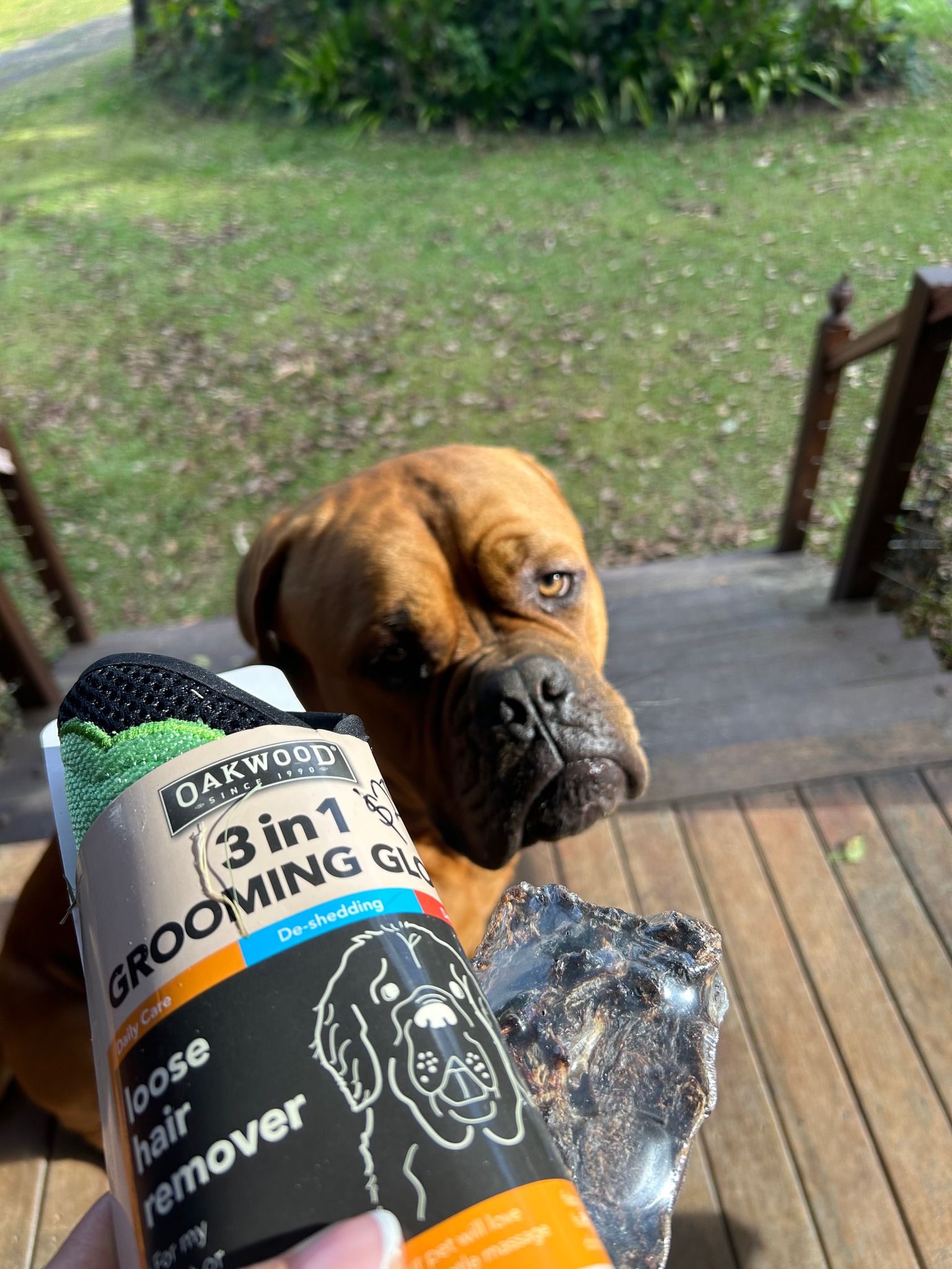 Dog Looks at a 3-in-1 Grooming Brush on a Sunny Day — NQ Stockfeeds & Farm Supplies In Yorkeys Knob, QLD