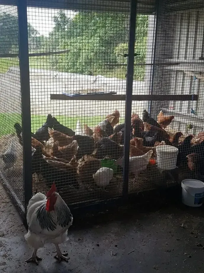 A Rooster Stands in Front of a Wire Enclosure With Chickens — NQ Stockfeeds & Farm Supplies In Cairns, QLD