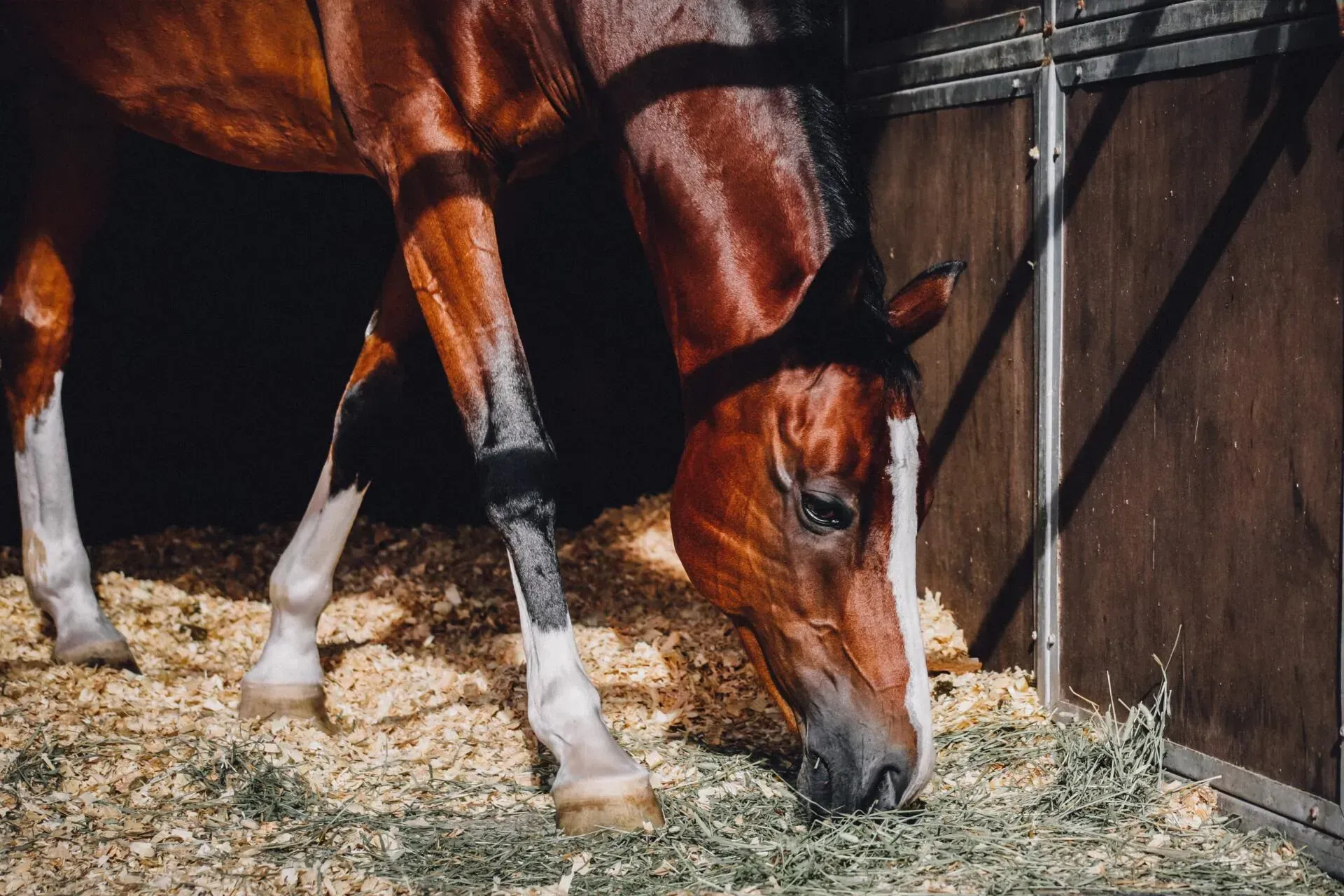 Brown Horse Eating Hay in a Wooden Stable — NQ Stockfeeds & Farm Supplies In Yorkeys Knob, QLD
