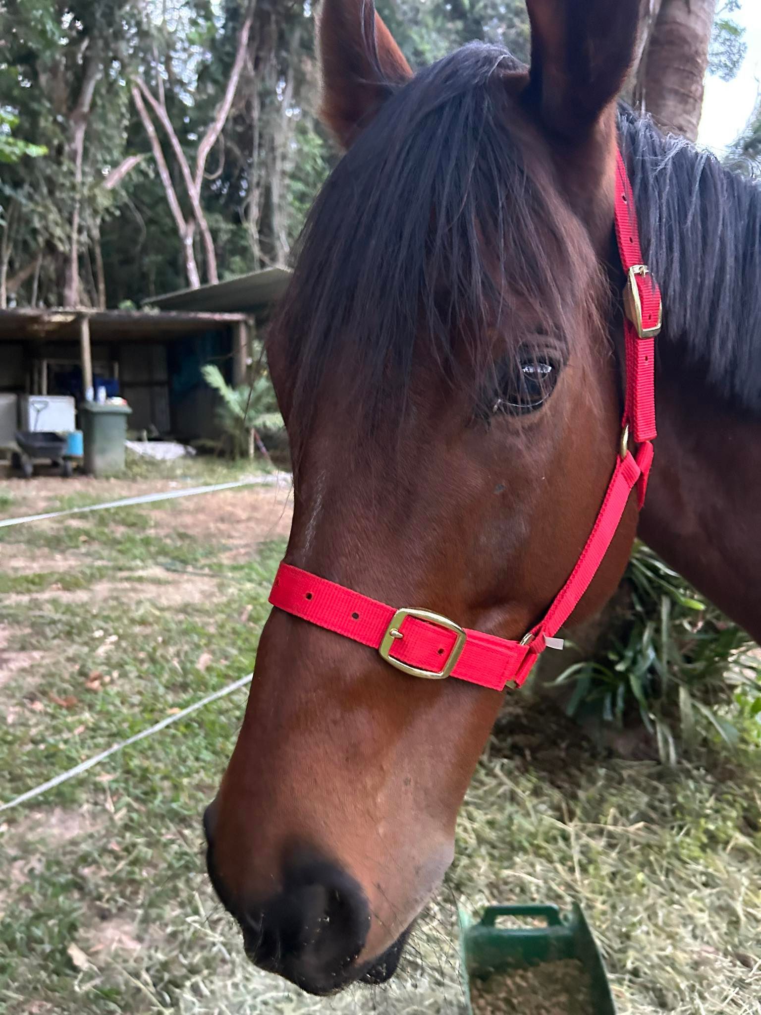 Brown Horse Wearing a Red Halter — NQ Stockfeeds & Farm Supplies In Mareeba, QLD