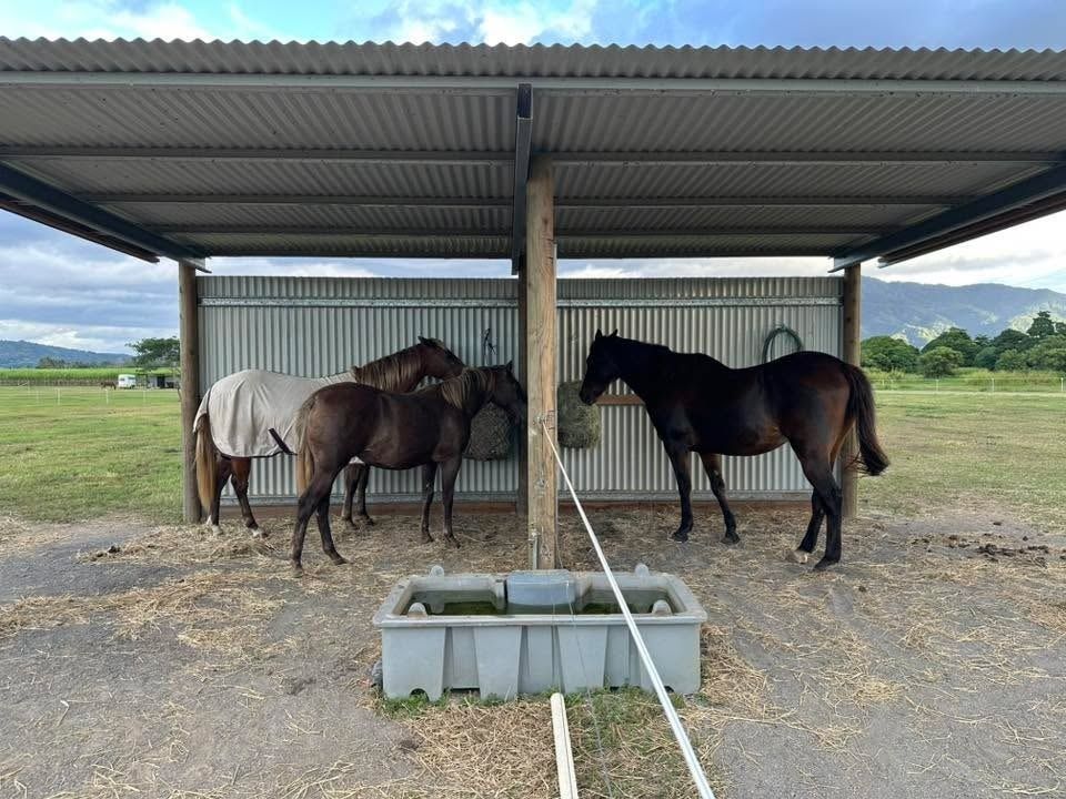 Four Horses Under a Metal Shelter in a Field — NQ Stockfeeds & Farm Supplies In Port Douglas, QLD
