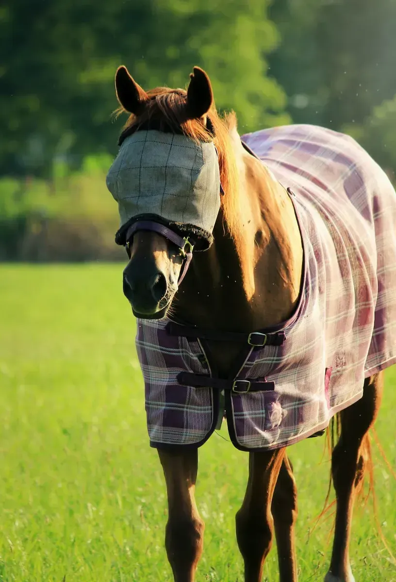 Brown Horse in a Field — NQ Stockfeeds & Farm Supplies In Yorkeys Knob, QLD