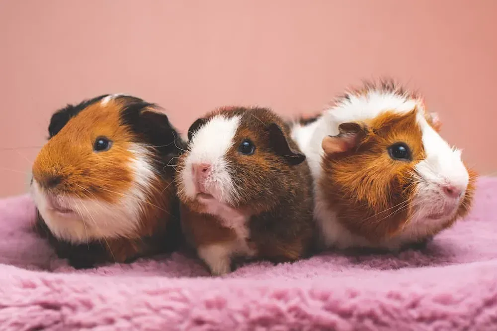 Three Guinea Pigs of Various Colors Sit Side-by-side — NQ Stockfeeds & Farm Supplies In Yorkeys Knob, QLD