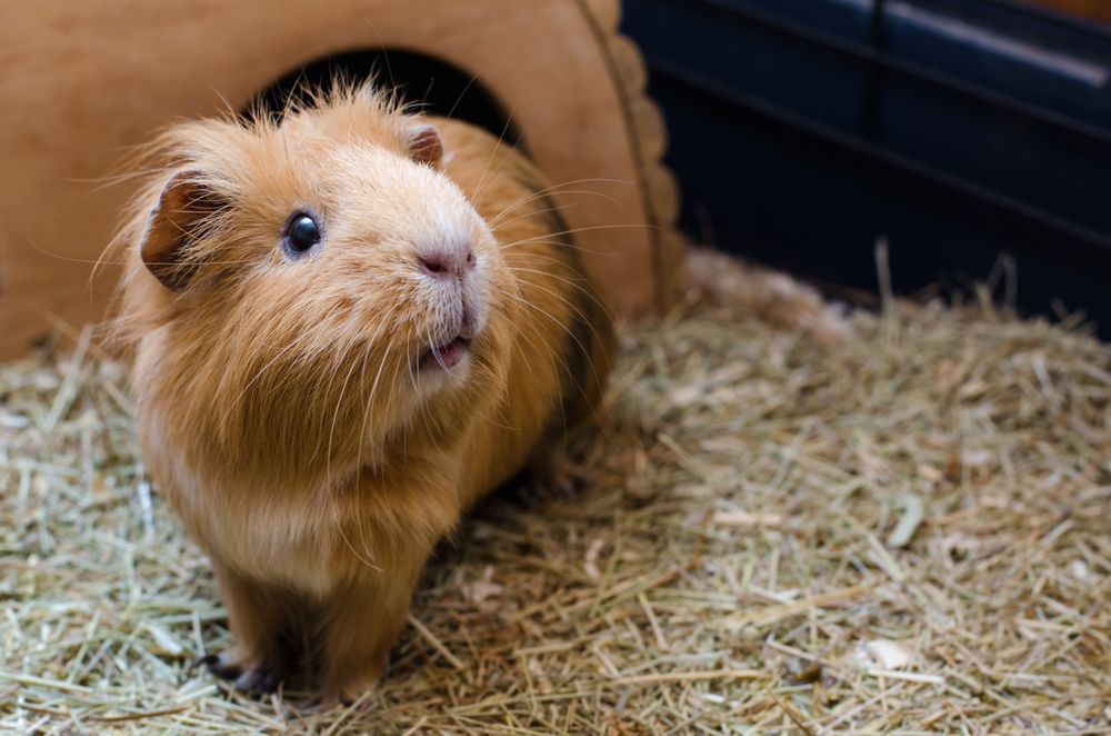 Guinea Pig with Brown Fur Looking Toward the Camera, in A Habitat with Hay — NQ Stockfeeds & Farm Supplies In Yorkeys Knob, QLD