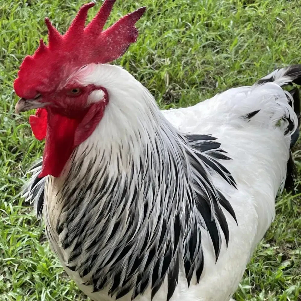 White and Black Rooster With a Red Comb and Wattle Standing in Grass — NQ Stockfeeds & Farm Supplies In Cairns, QLD