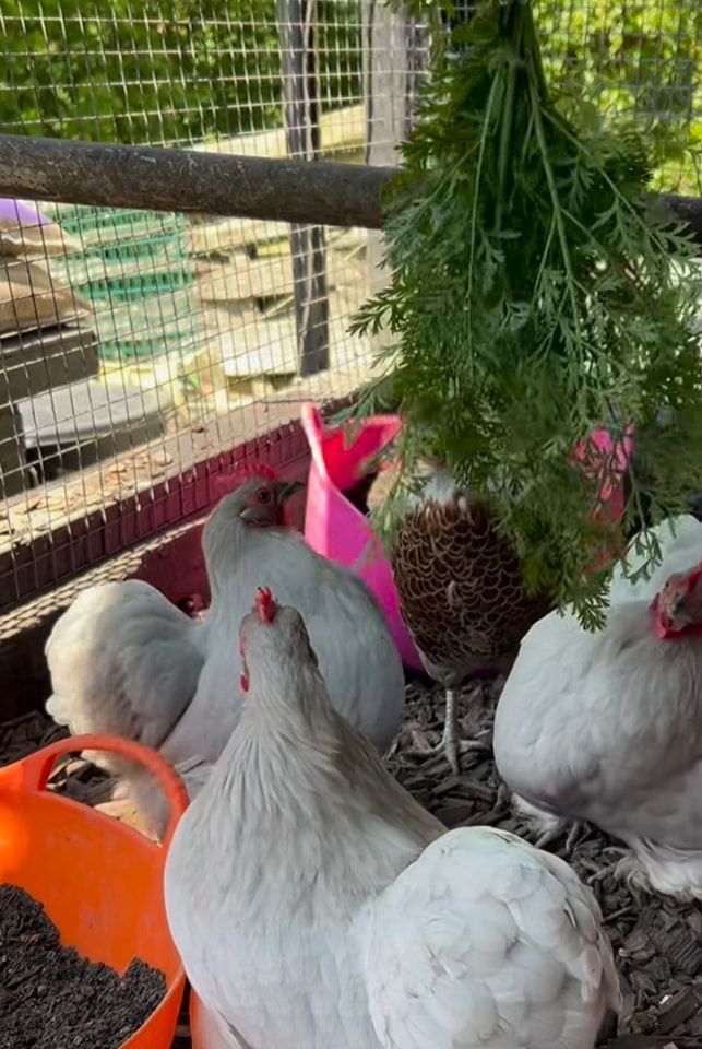 Chickens gathered near pink and orange feeders in a coop — NQ Stockfeeds & Farm Supplies In Atherton, QLD