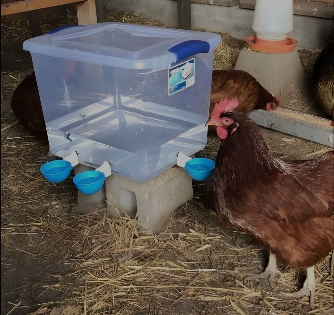 Chicken Drinks From a Diy Waterer — NQ Stockfeeds & Farm Supplies In Port Douglas, QLD