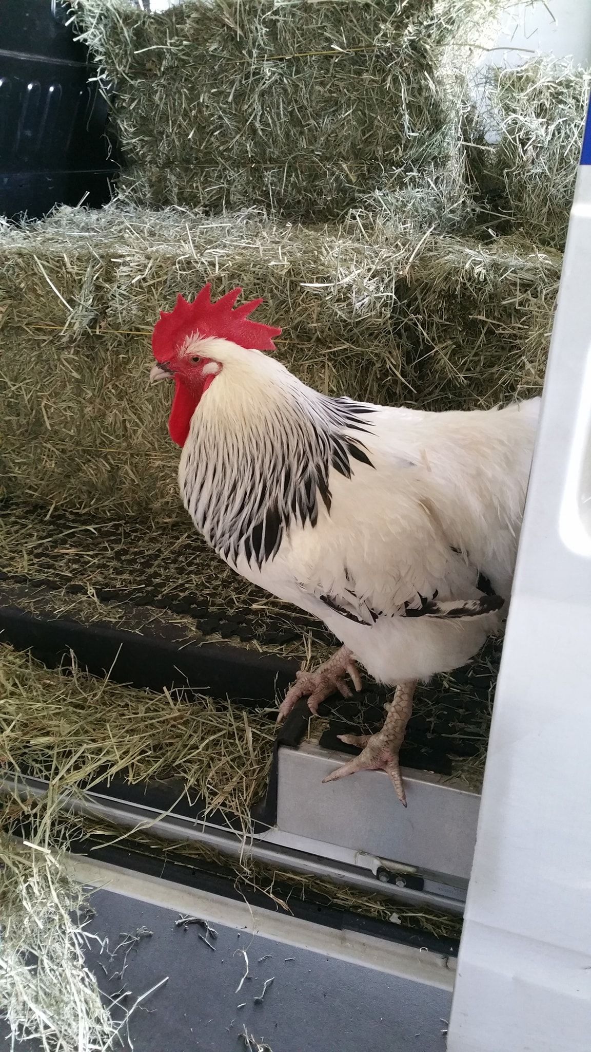 White and black rooster with red comb — NQ Stockfeeds & Farm Supplies In Daintree, QLD
