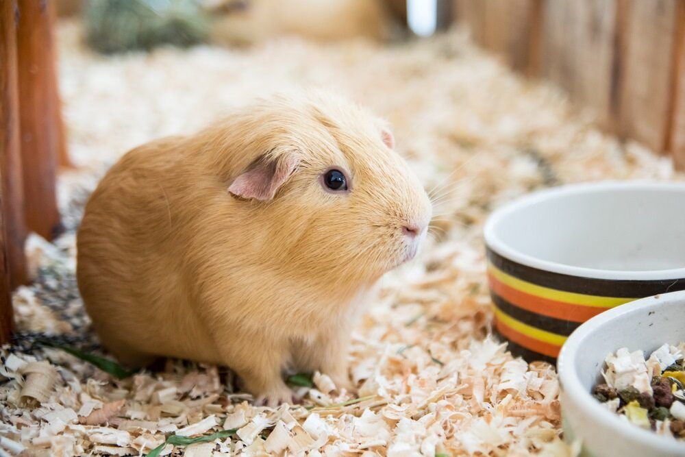 Tan Guinea Pig in A Cage with Wood Shavings, Near Food Bowls — NQ Stockfeeds & Farm Supplies In Mareeba, QLD