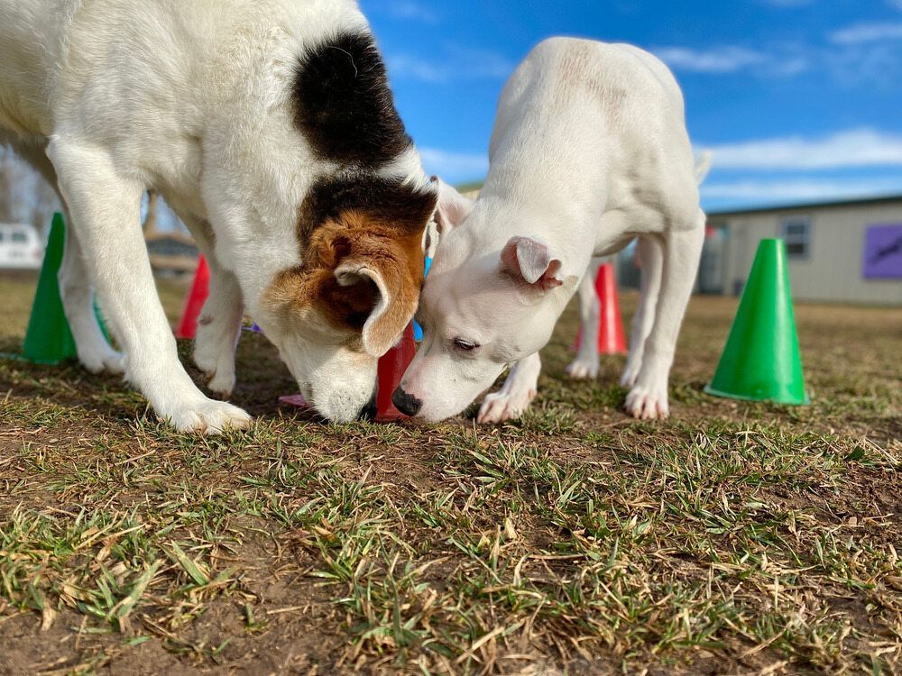 Two Dogs Sniffing Ground Near Green — NQ Stockfeeds & Farm Supplies In Port Douglas, QLD