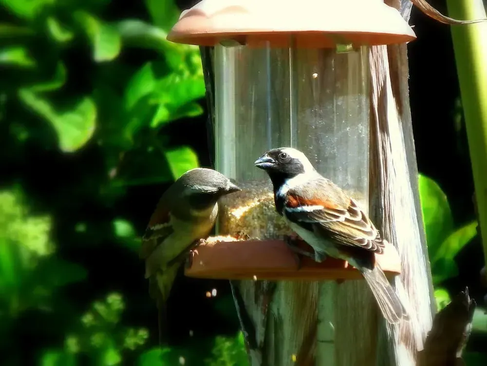 Two Birds Perched on a Bird Feeder, Eating Seeds — NQ Stockfeeds & Farm Supplies In Cairns, QLD