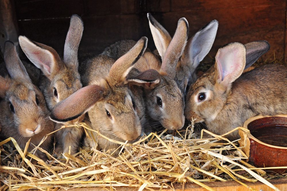 Five Brown Rabbits Huddled Together in a Hutch  — NQ Stockfeeds & Farm Supplies In Daintree, QLD