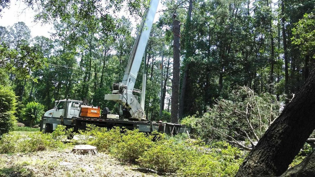 A crane is cutting down a tree in the woods.