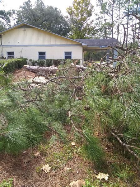 A house with a lot of fallen trees in front of it.