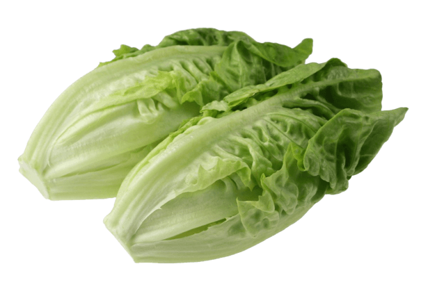 Romaine Lettuce