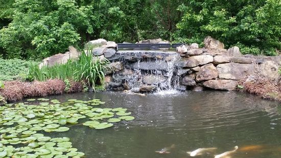 A pond with a waterfall and fish in it